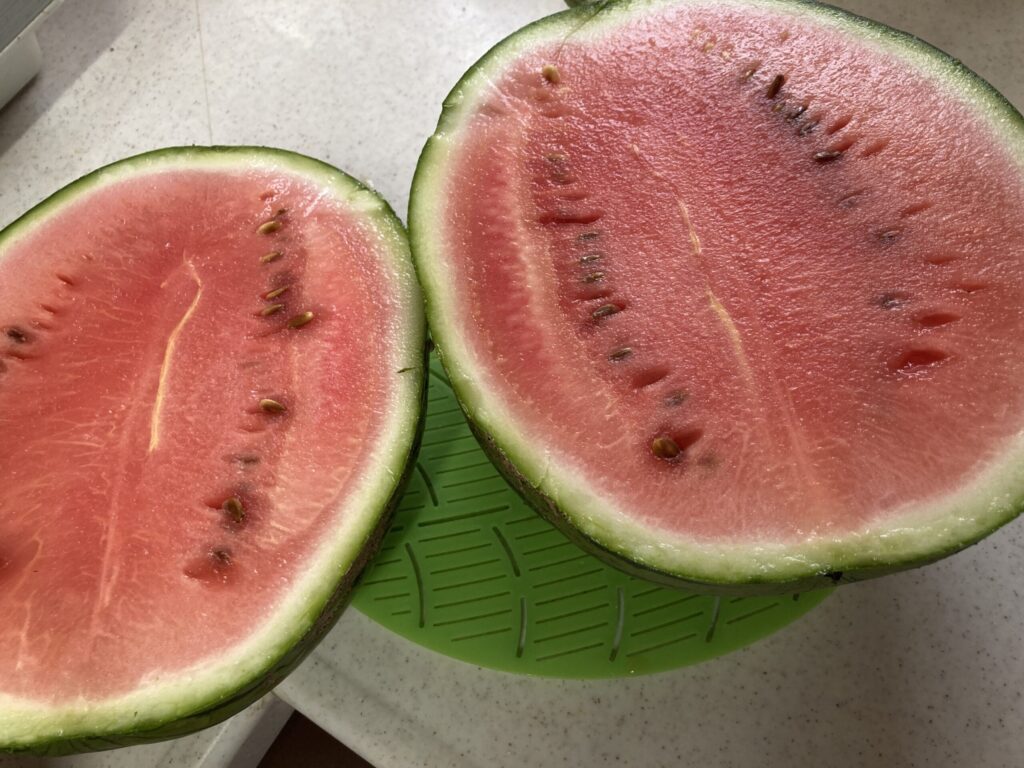 季節外れのスイカ